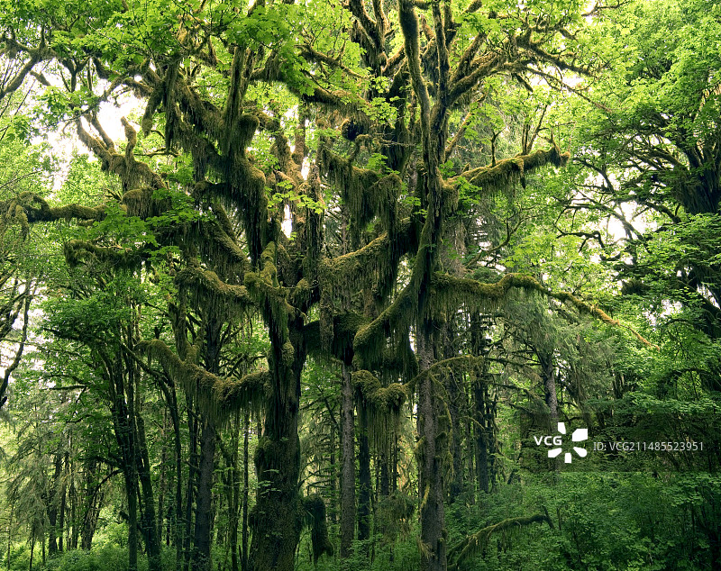 温带雨林图片素材