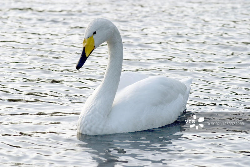 大天鹅图片素材