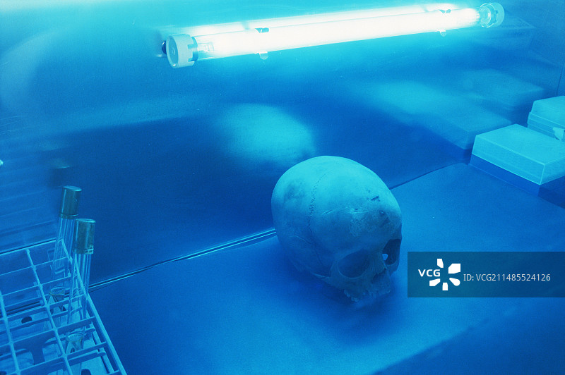 紫外光下的庞贝古城头骨图片素材