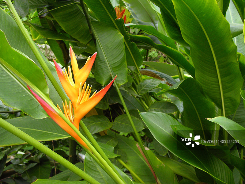 蝎尾蕉图片素材