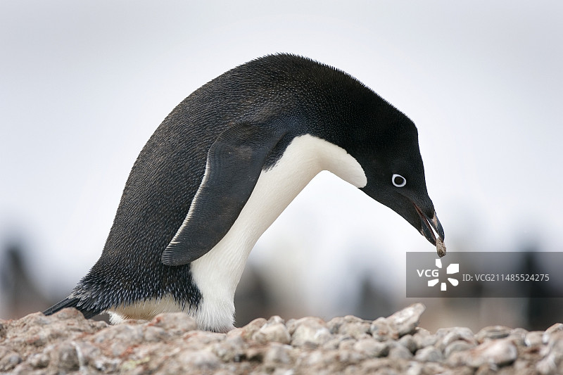 阿德利企鹅图片素材