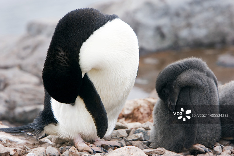 阿德利企鹅与幼崽图片素材