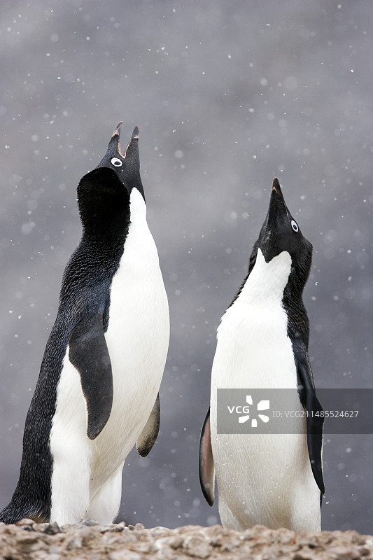 阿德利企鹅图片素材