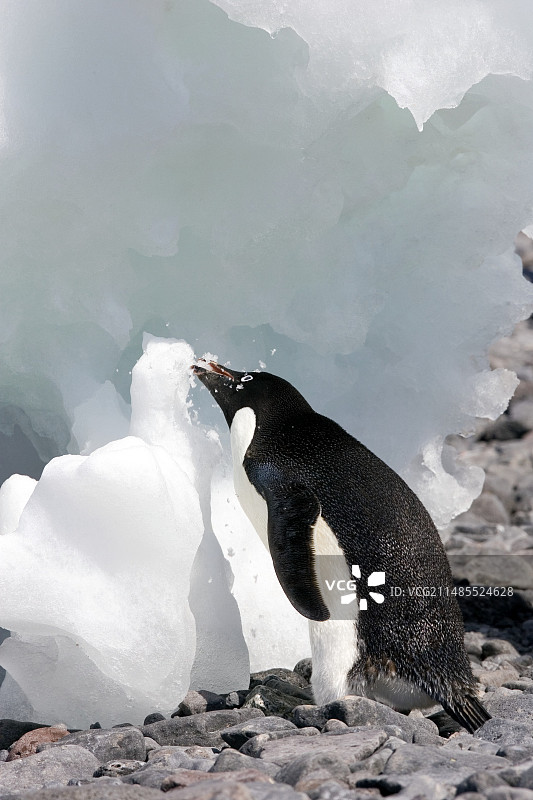 阿德利企鹅图片素材