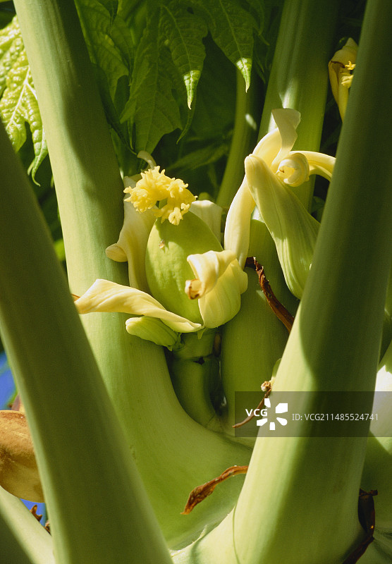 番木瓜图片素材