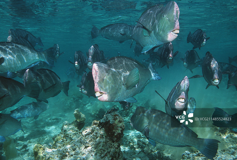 隆头鹦嘴鱼图片素材