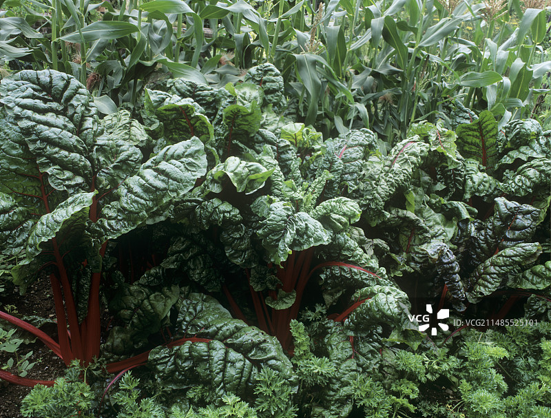 瑞士甜菜图片素材