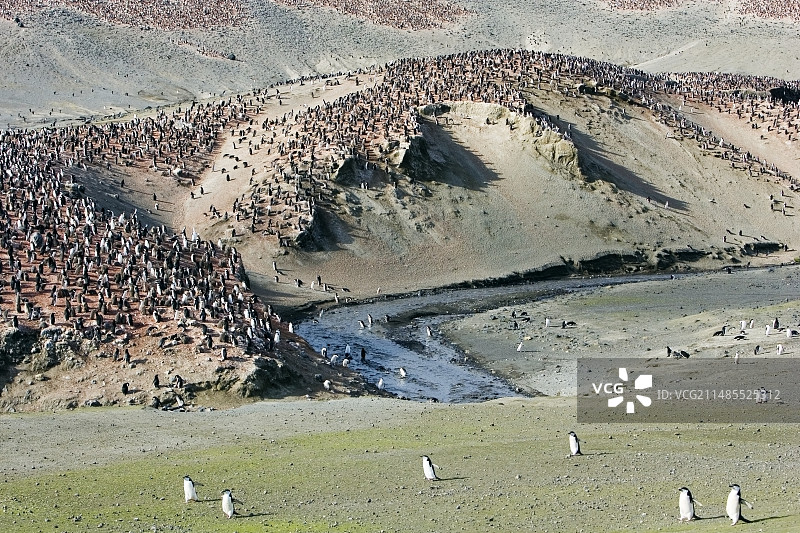 帽带企鹅栖息地图片素材