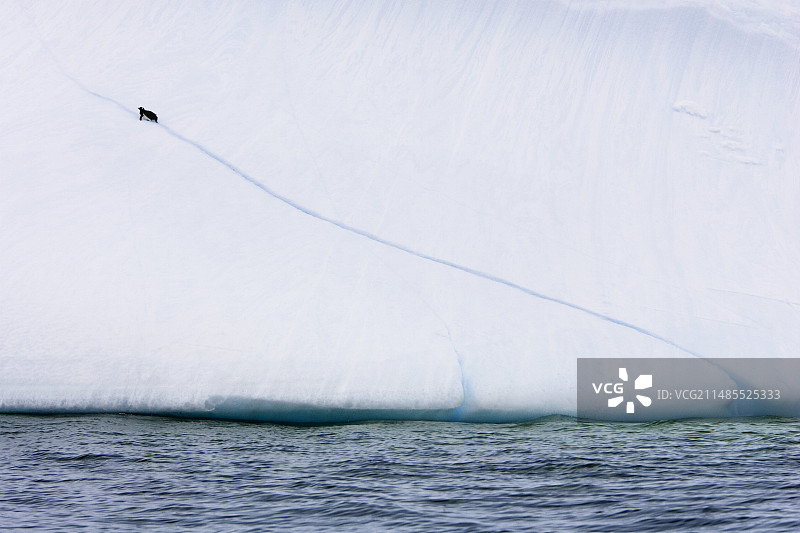 巴布亚企鹅攀登冰山图片素材