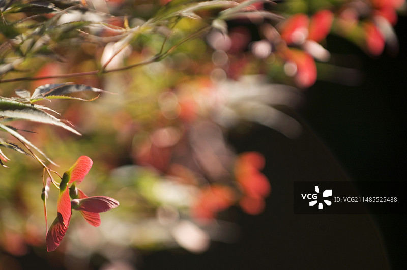 日本枫树（鸡爪槭）图片素材