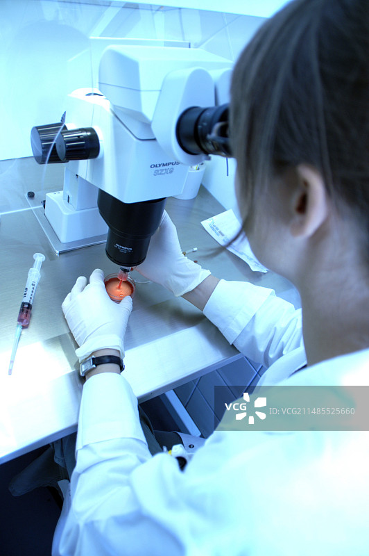 用于体外受精的卵子选择图片素材