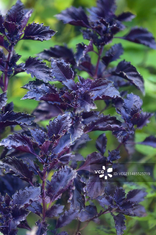 紫叶罗勒图片素材