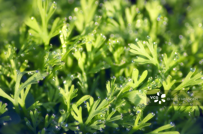 莳萝幼苗图片素材