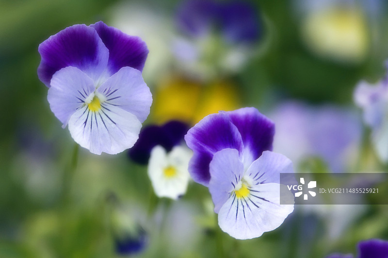 三色堇（维奥拉）图片素材