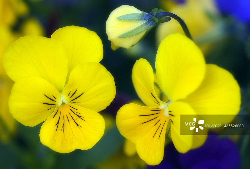 三色堇（维奥拉）图片素材