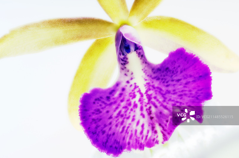 嘉德丽雅兰杂交种图片素材