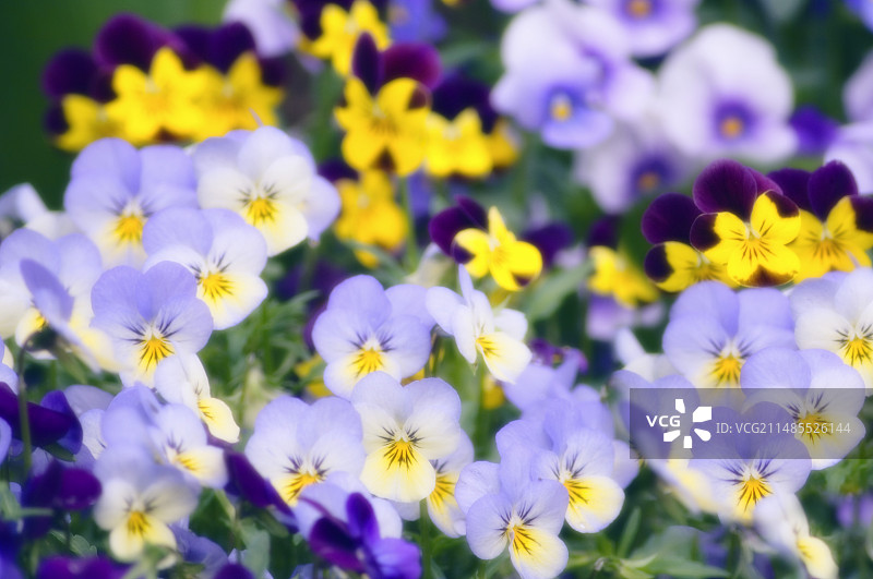 三色堇（维奥拉）图片素材