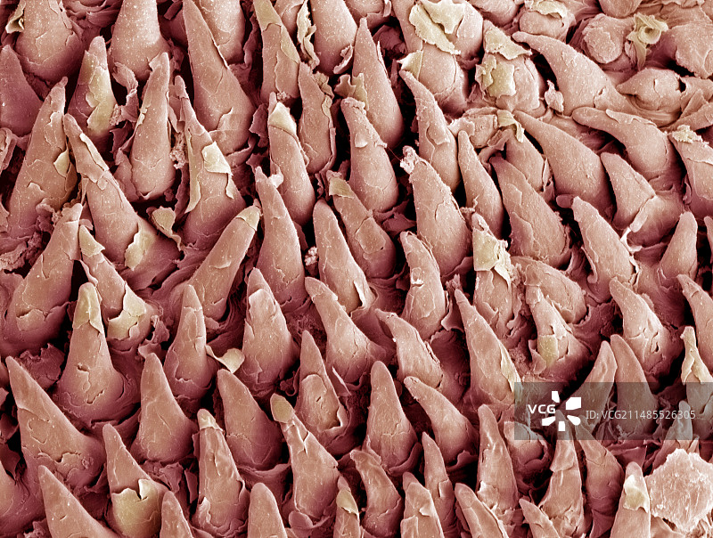 蝙蝠舌头上的乳突图片素材