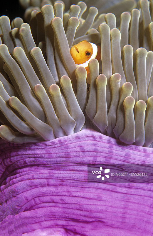 双带小丑鱼图片素材