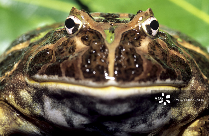 阿根廷角蛙图片素材