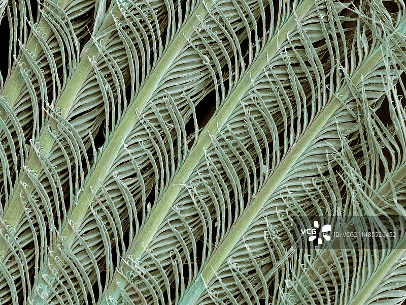 企鹅羽毛扫描电镜图图片素材