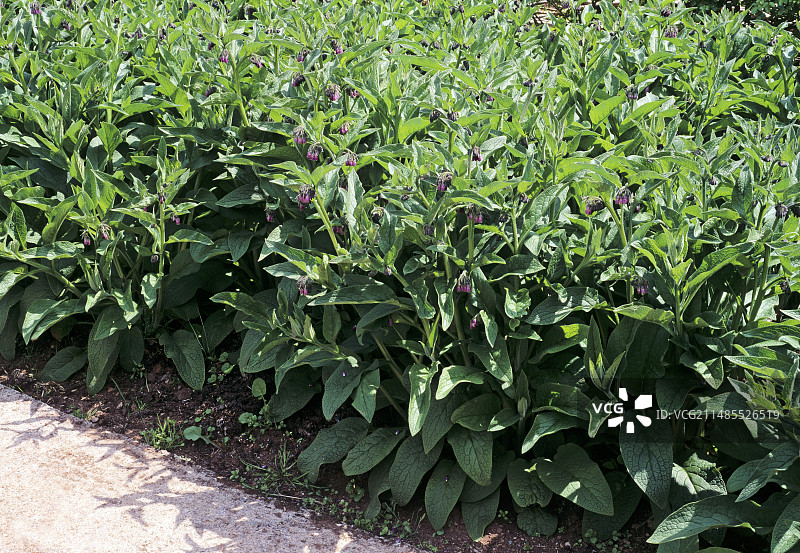 聚合草图片素材