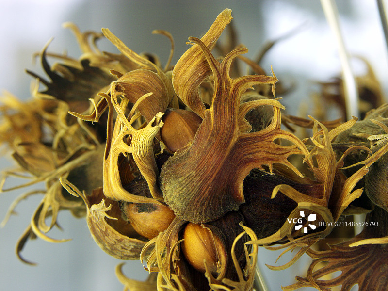 土耳其榛子图片素材