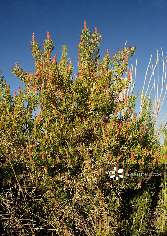 猪毛菜图片素材