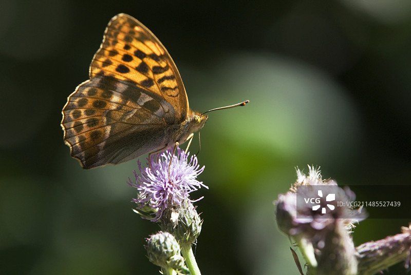 银纹红蝶图片素材