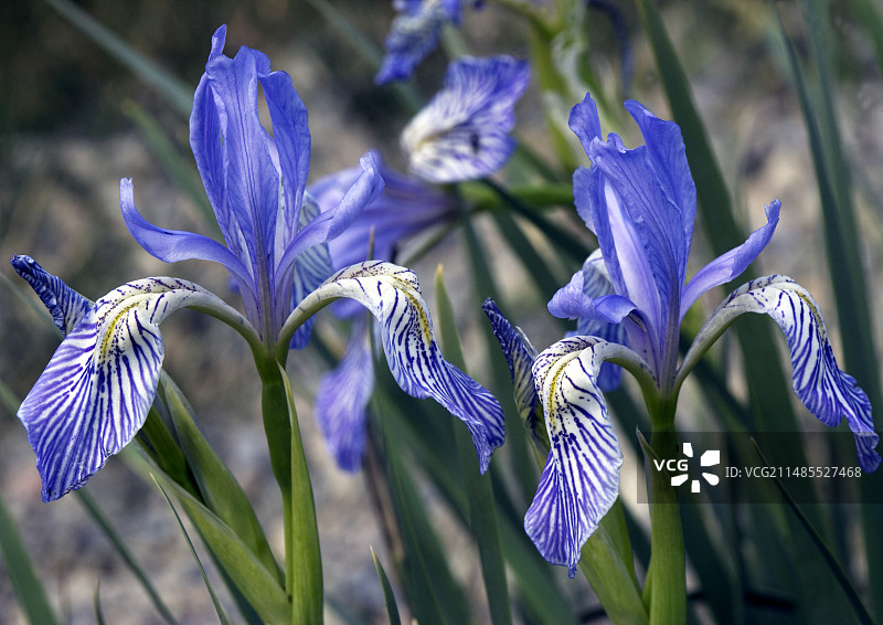 旗帜鸢尾花（Iris missouriensis）图片素材