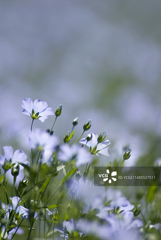 普通亚麻图片素材