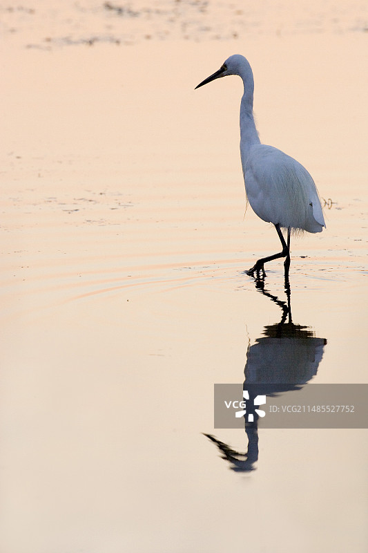 小白鹭图片素材
