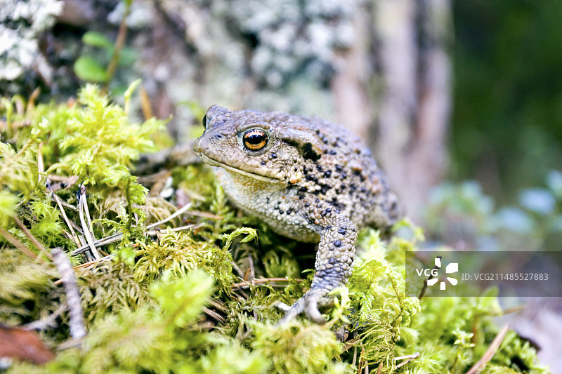 普通蟾蜍图片素材