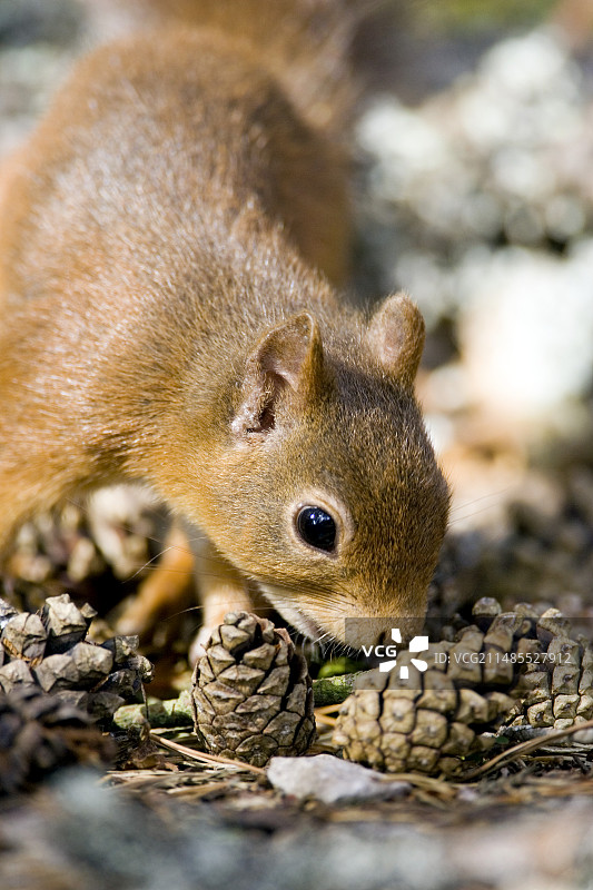 红松鼠图片素材