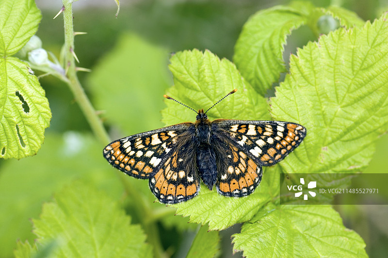 沼泽贝母蝴蝶图片素材
