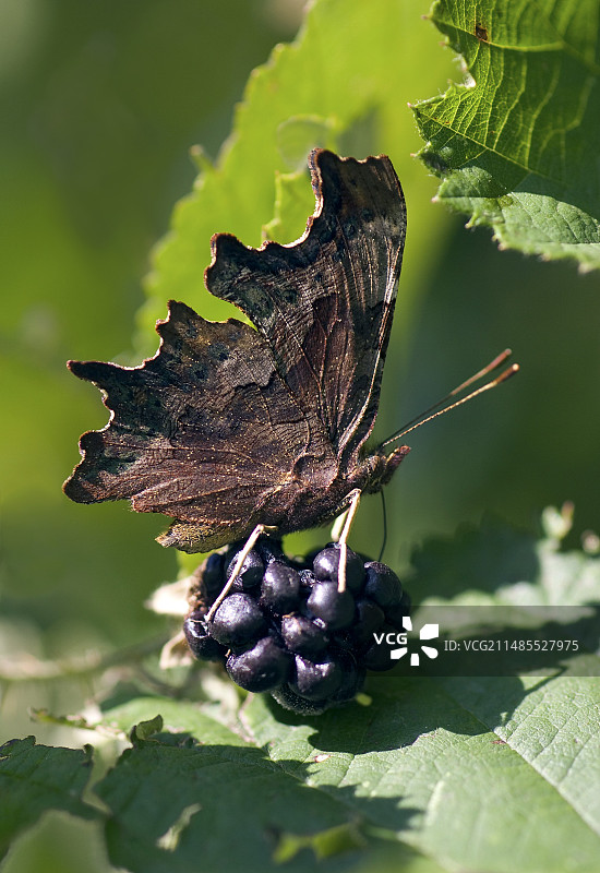 波纹眼蛱蝶图片素材