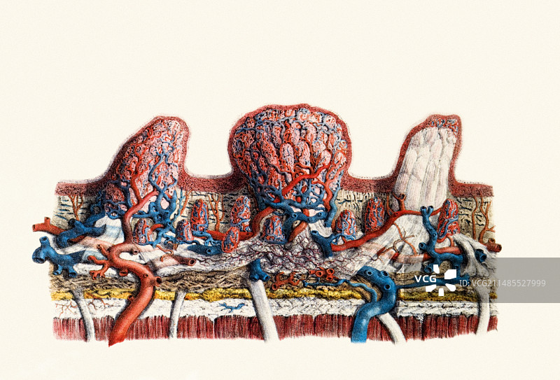 舌头上的乳突图片素材