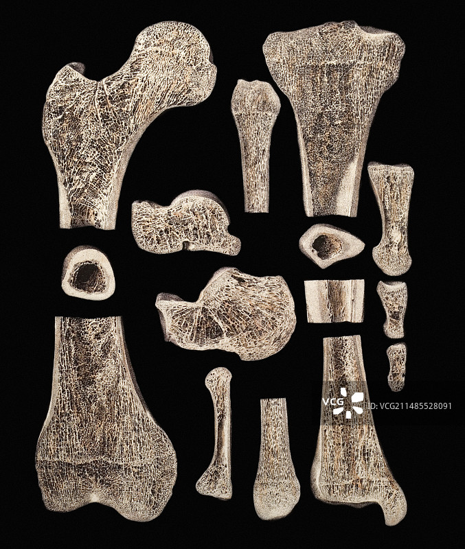 骨骼内部结构图片素材