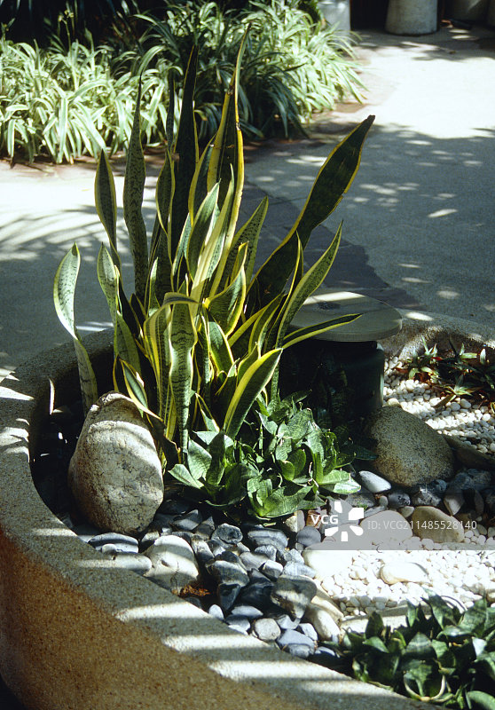 金边虎尾兰图片素材