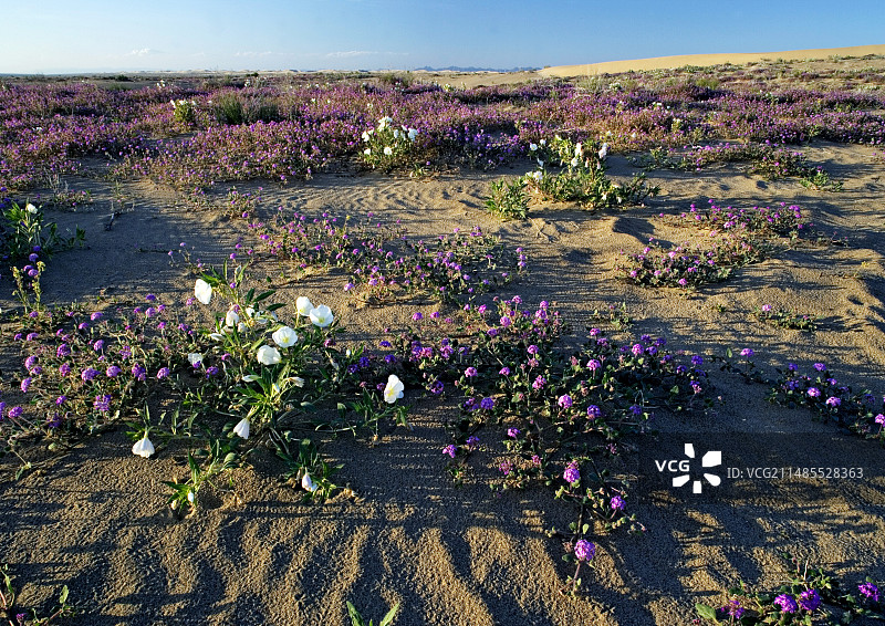 沙漠之花图片素材