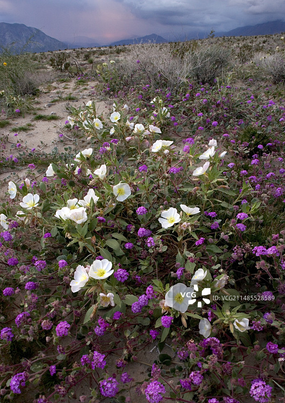 沙漠之花图片素材