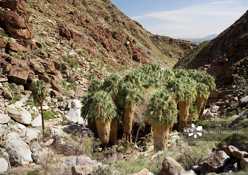 华盛顿棕榈图片素材
