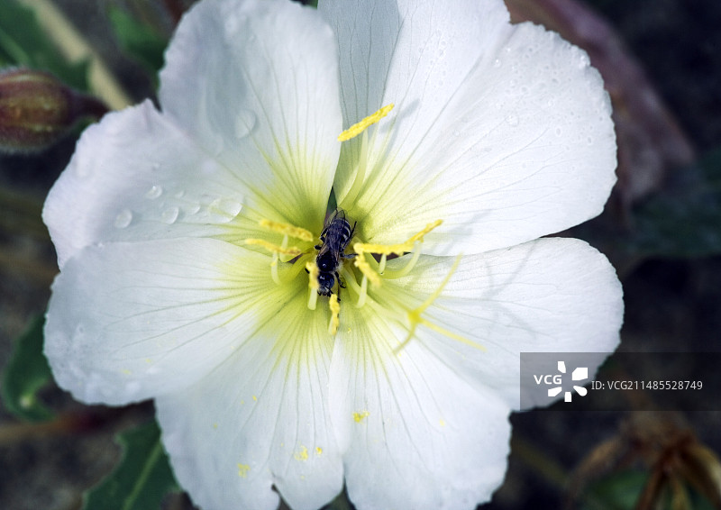 沙漠月见草图片素材