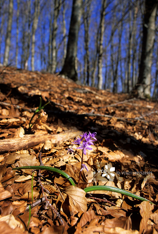 二叶水仙图片素材