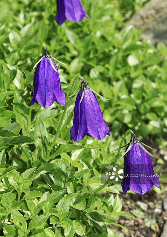 孤独的铃铛花图片素材