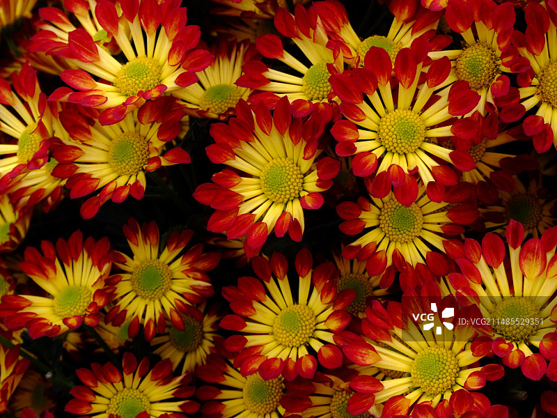 菊花“罗马”图片素材