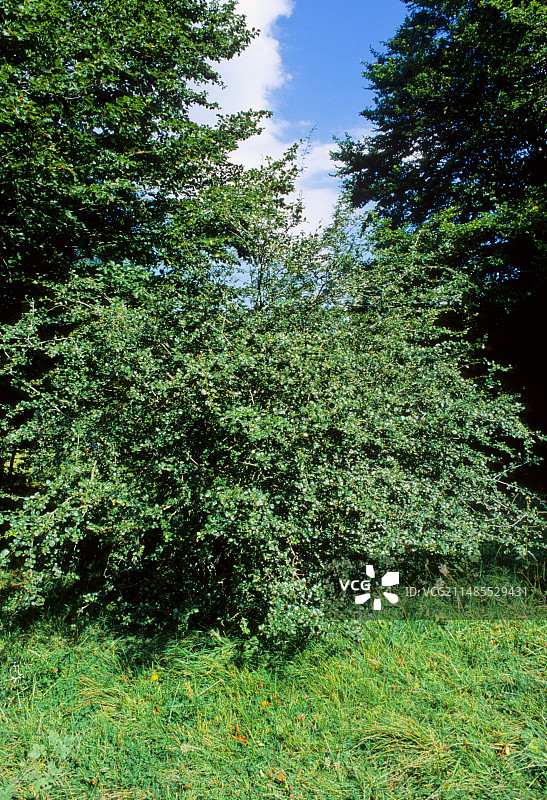 欧洲山楂图片素材