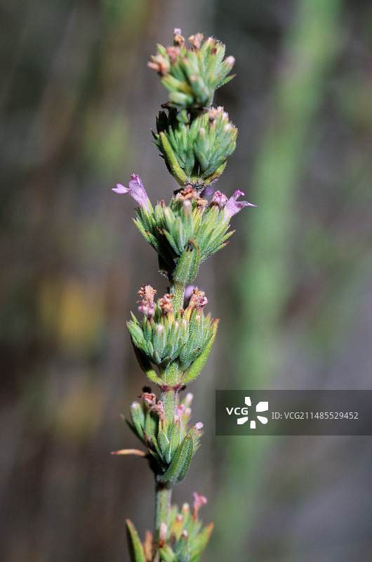 香薄荷图片素材