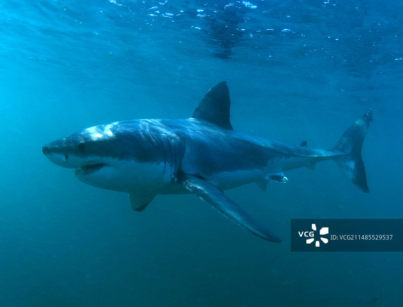 大白鲨图片素材