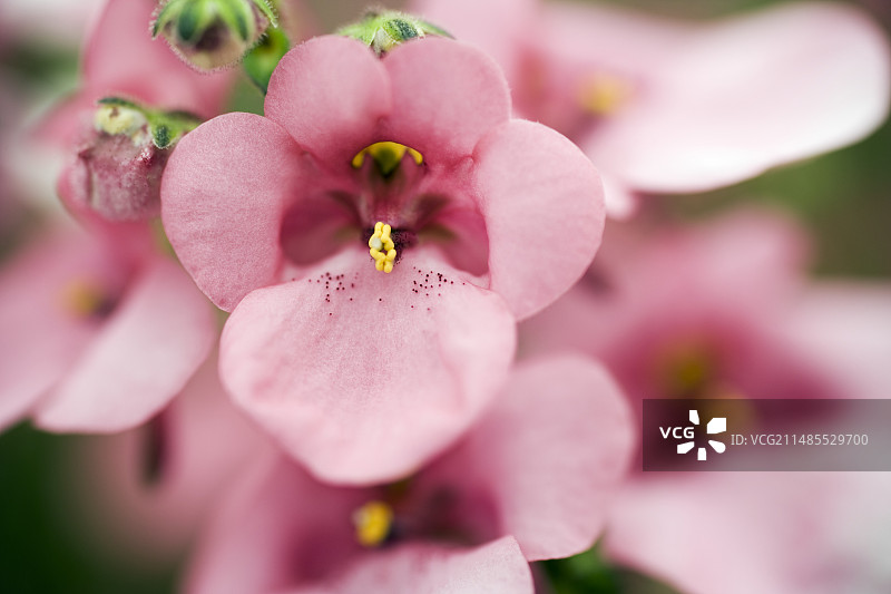 双角花“Trailing Antique Rose”图片素材